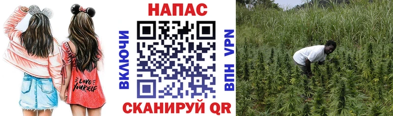 где можно купить Сурск Бошки Шишки план